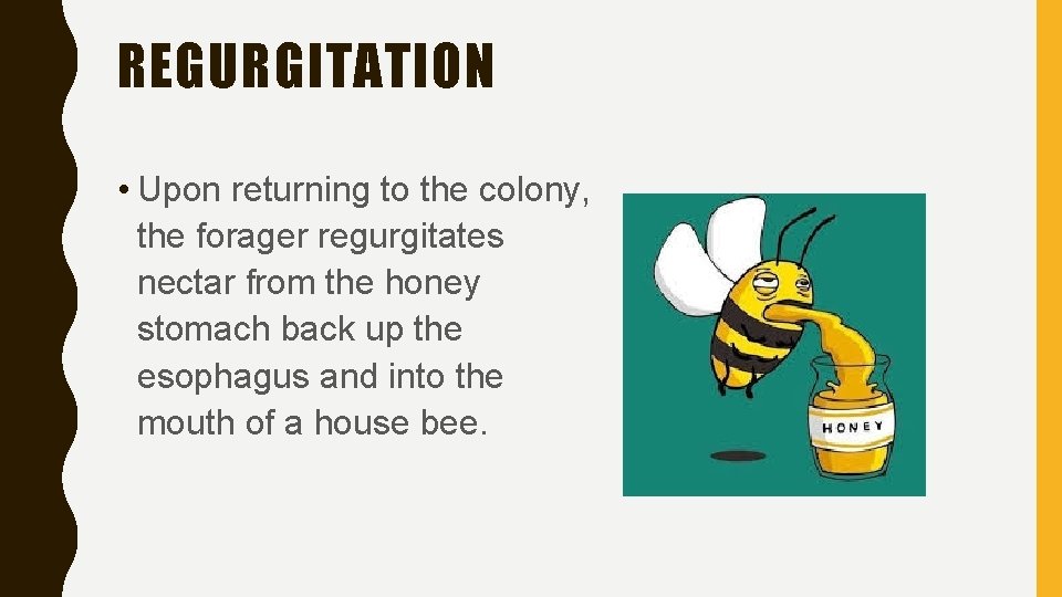 REGURGITATION • Upon returning to the colony, the forager regurgitates nectar from the honey