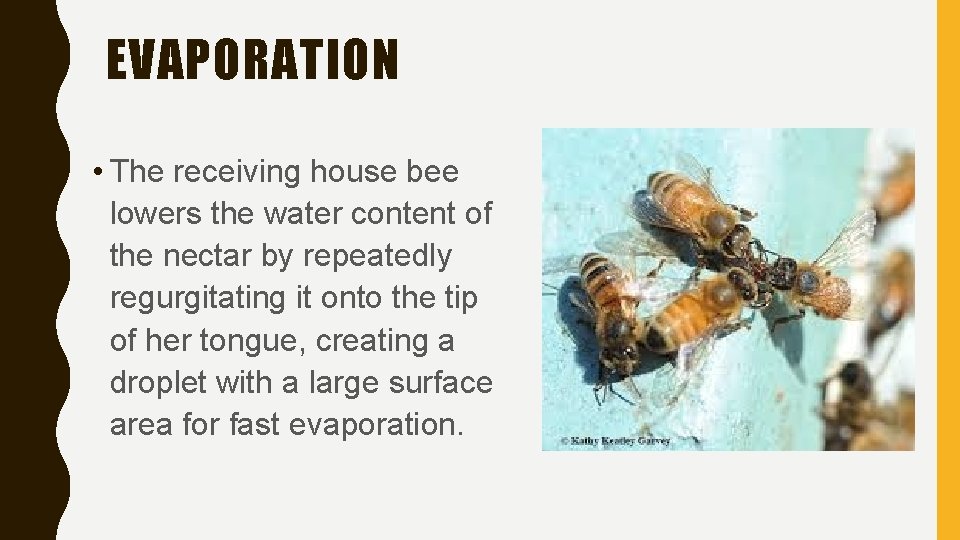 EVAPORATION • The receiving house bee lowers the water content of the nectar by