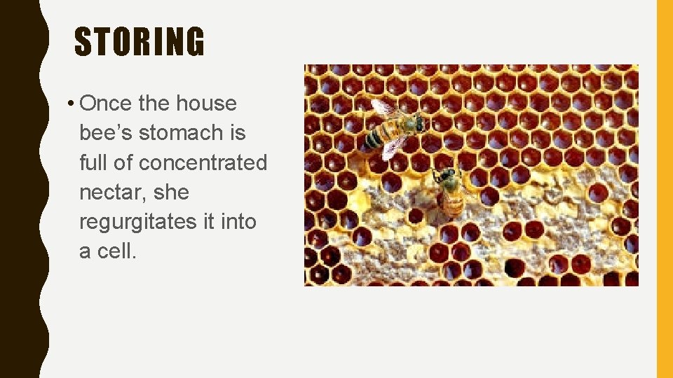 STORING • Once the house bee’s stomach is full of concentrated nectar, she regurgitates