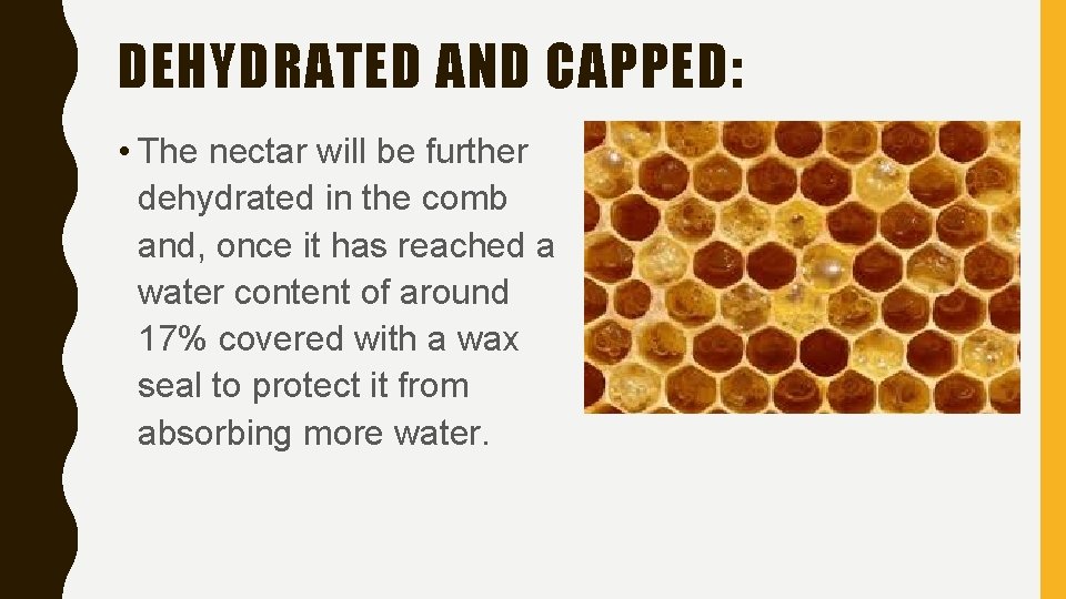 DEHYDRATED AND CAPPED: • The nectar will be further dehydrated in the comb and,