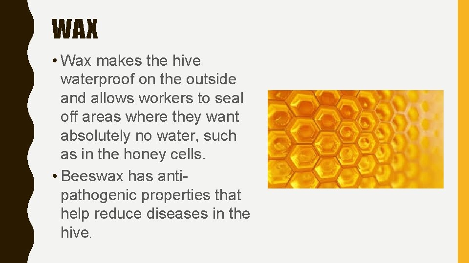 WAX • Wax makes the hive waterproof on the outside and allows workers to