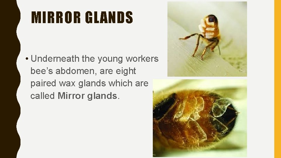 MIRROR GLANDS • Underneath the young workers bee’s abdomen, are eight paired wax glands