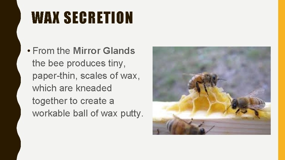WAX SECRETION • From the Mirror Glands the bee produces tiny, paper-thin, scales of
