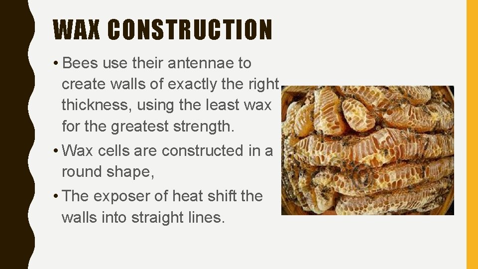 WAX CONSTRUCTION • Bees use their antennae to create walls of exactly the right