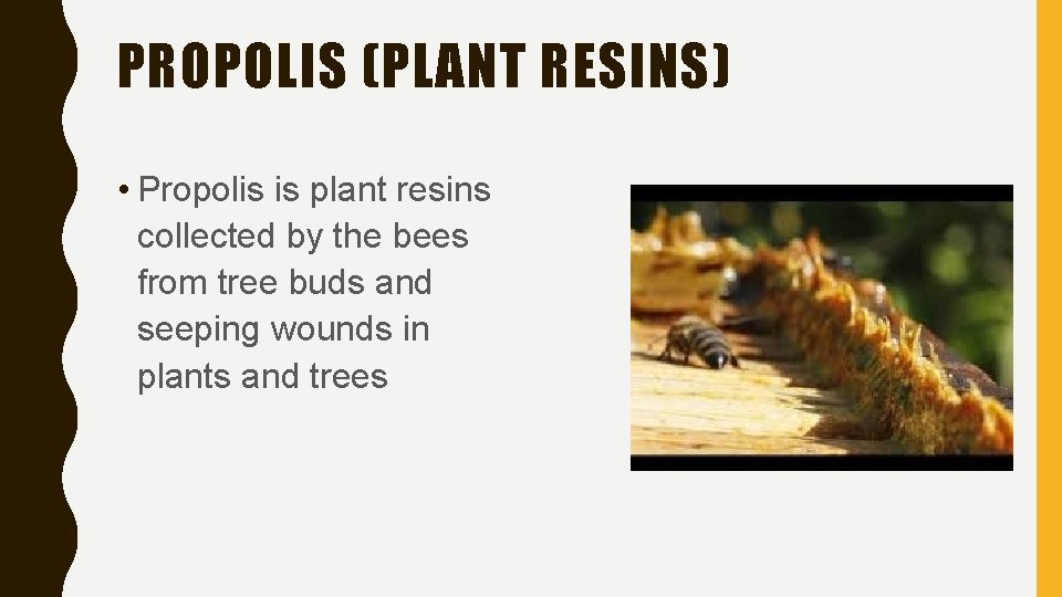 PROPOLIS (PLANT RESINS) • Propolis is plant resins collected by the bees from tree