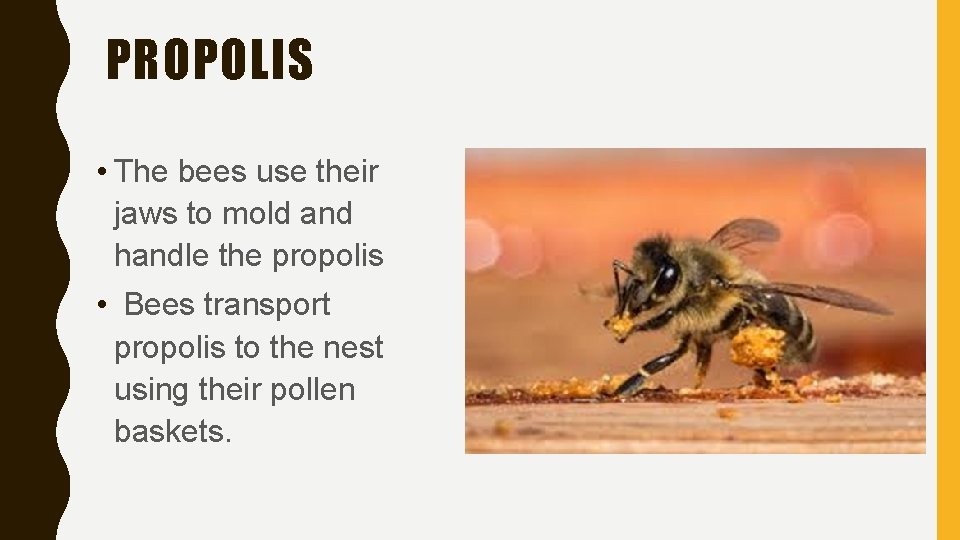 PROPOLIS • The bees use their jaws to mold and handle the propolis •