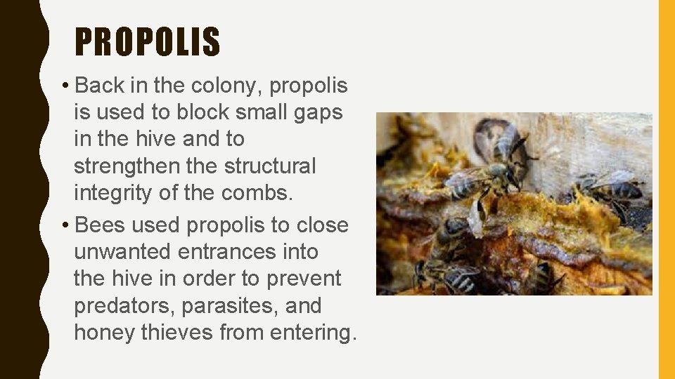 PROPOLIS • Back in the colony, propolis is used to block small gaps in