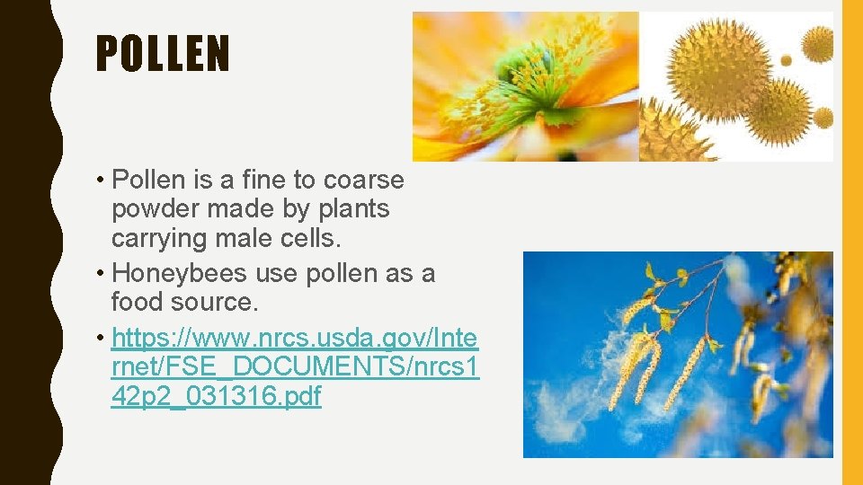 POLLEN • Pollen is a fine to coarse powder made by plants carrying male