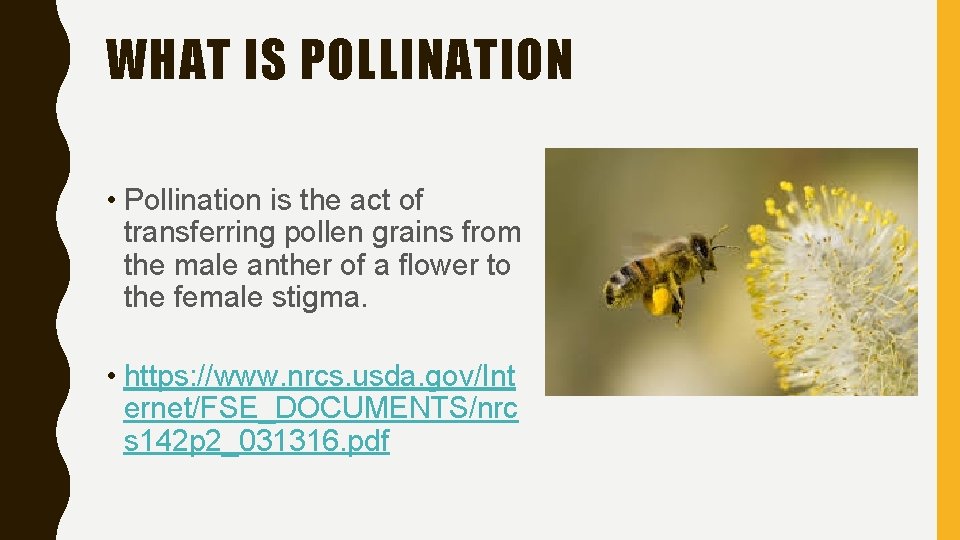 WHAT IS POLLINATION • Pollination is the act of transferring pollen grains from the