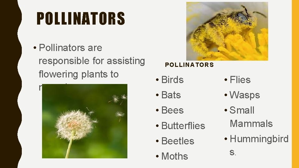 POLLINATORS • Pollinators are responsible for assisting POLLINATORS flowering plants to • Birds reproduce