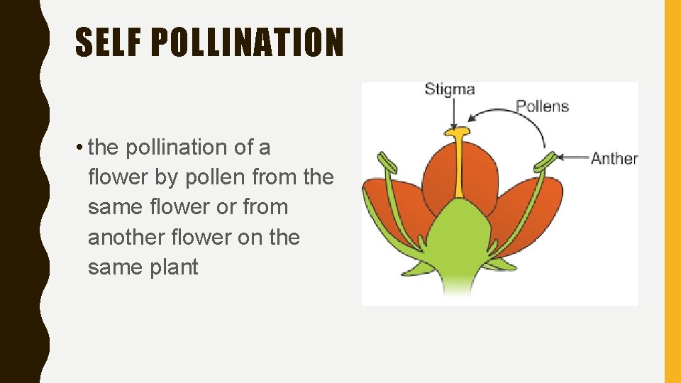 SELF POLLINATION • the pollination of a flower by pollen from the same flower