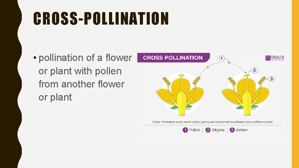 CROSS-POLLINATION • pollination of a flower or plant with pollen from another flower or