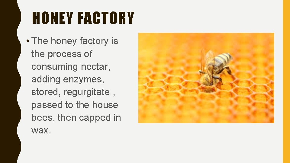 HONEY FACTORY • The honey factory is the process of consuming nectar, adding enzymes,