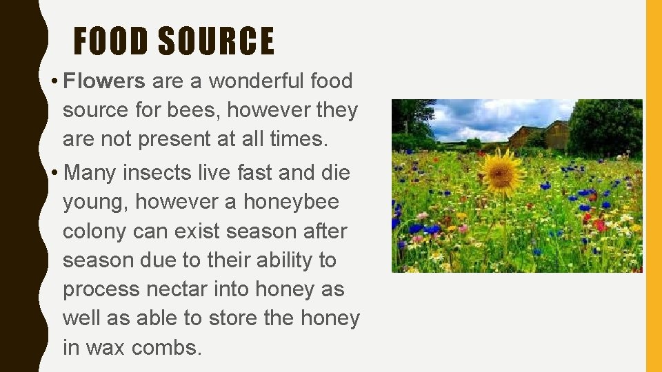 FOOD SOURCE • Flowers are a wonderful food source for bees, however they are