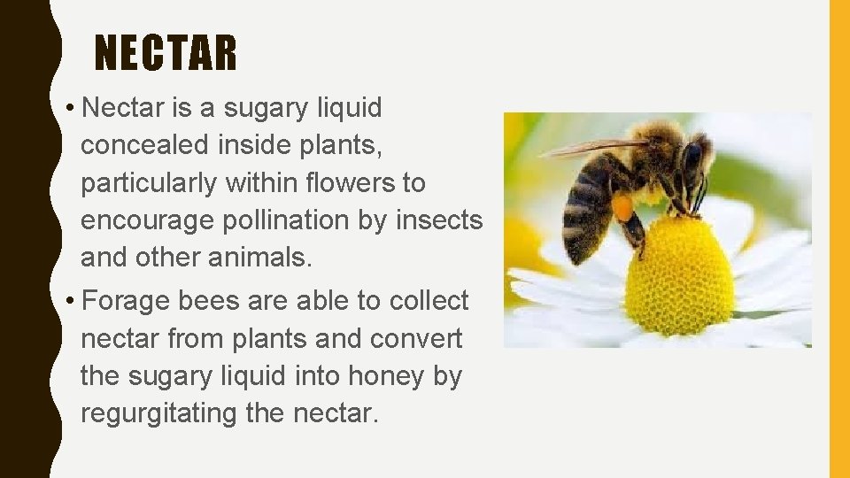 NECTAR • Nectar is a sugary liquid concealed inside plants, particularly within flowers to