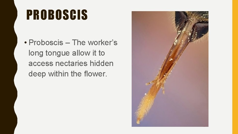 PROBOSCIS • Proboscis – The worker’s long tongue allow it to access nectaries hidden