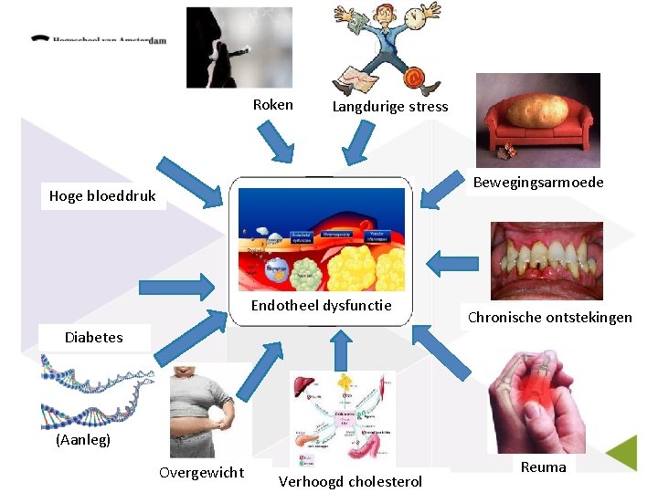 Roken Langdurige stress Bewegingsarmoede Hoge bloeddruk Endotheel dysfunctie Chronische ontstekingen Diabetes (Aanleg) Overgewicht Verhoogd