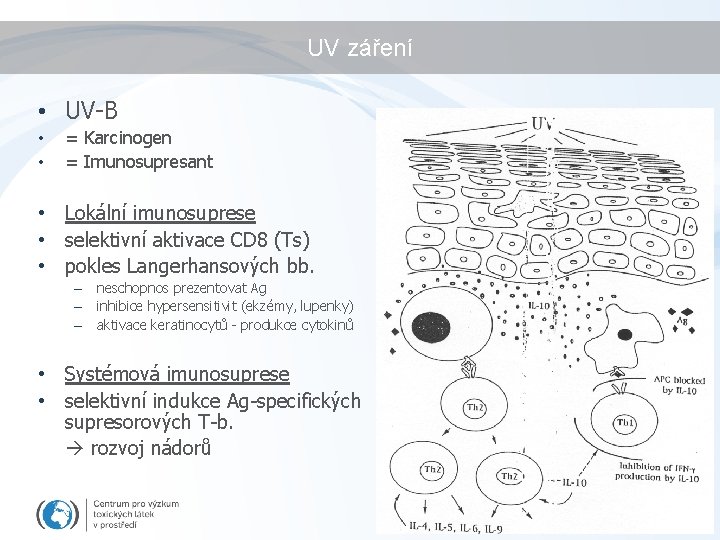 UV záření • UV-B • • = Karcinogen = Imunosupresant • Lokální imunosuprese •