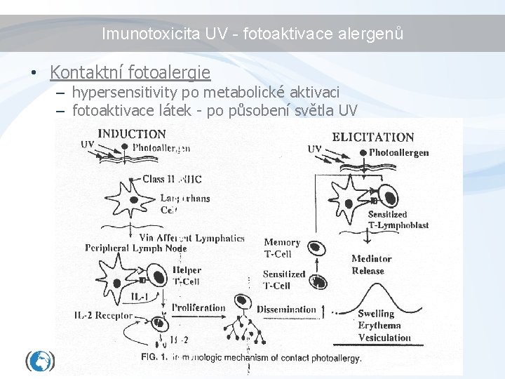 Imunotoxicita UV - fotoaktivace alergenů • Kontaktní fotoalergie – hypersensitivity po metabolické aktivaci –