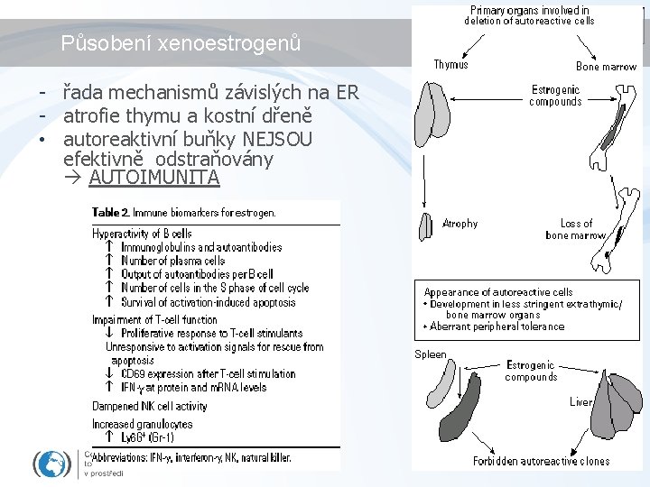 Působení xenoestrogenů - řada mechanismů závislých na ER - atrofie thymu a kostní dřeně