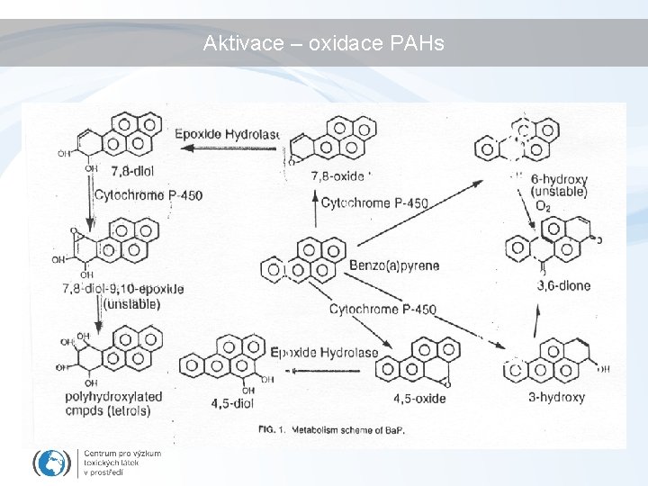 Aktivace – oxidace PAHs 