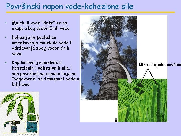 Površinski napon vode-kohezione sile • Molekuli vode “drže” se na okupu zbog vodoničnih veza. Površinski napon vode-kohezione sile • Molekuli vode “drže” se na okupu zbog vodoničnih veza.