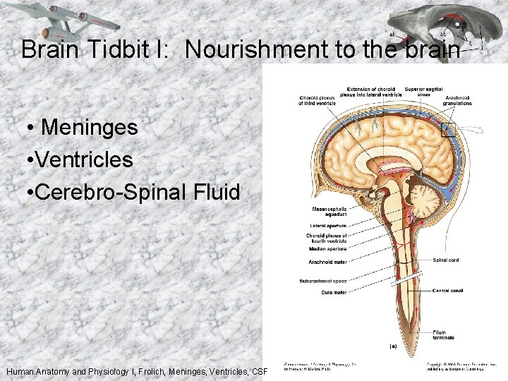 Brain Tidbit I: Nourishment to the brain • Meninges • Ventricles • Cerebro-Spinal Fluid