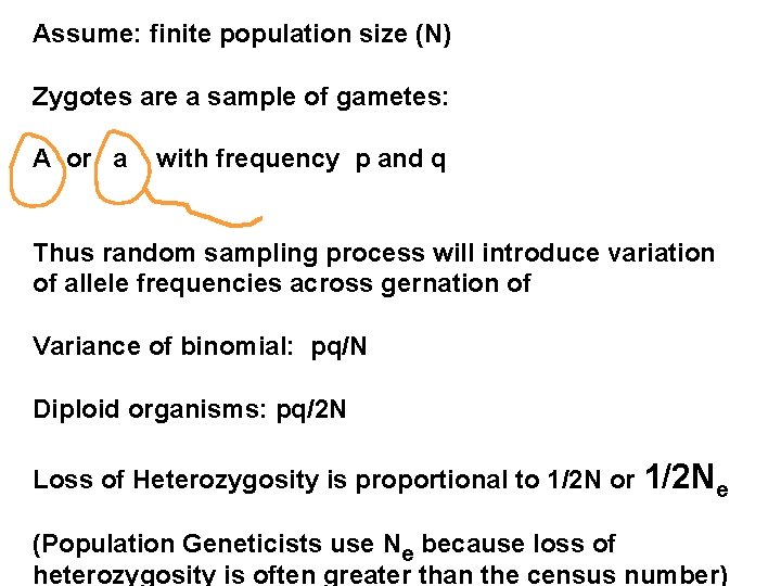 Assume: finite population size (N) Zygotes are a sample of gametes: A or a