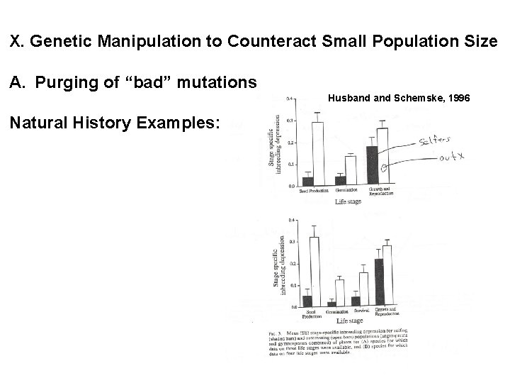 X. Genetic Manipulation to Counteract Small Population Size A. Purging of “bad” mutations Husband