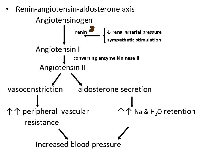  • Renin-angiotensin-aldosterone axis Angiotensinogen renin ↓ renal arterial pressure sympathetic stimulation Angiotensin I