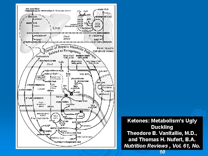 Ketones: Metabolism’s Ugly Duckling Theodore B. Van. Itallie, M. D. , and Thomas H.