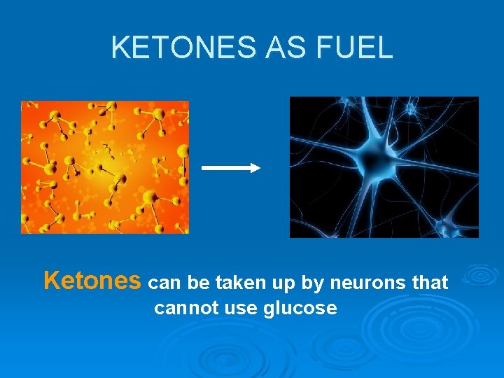 KETONES AS FUEL Ketones can be taken up by neurons that cannot use glucose