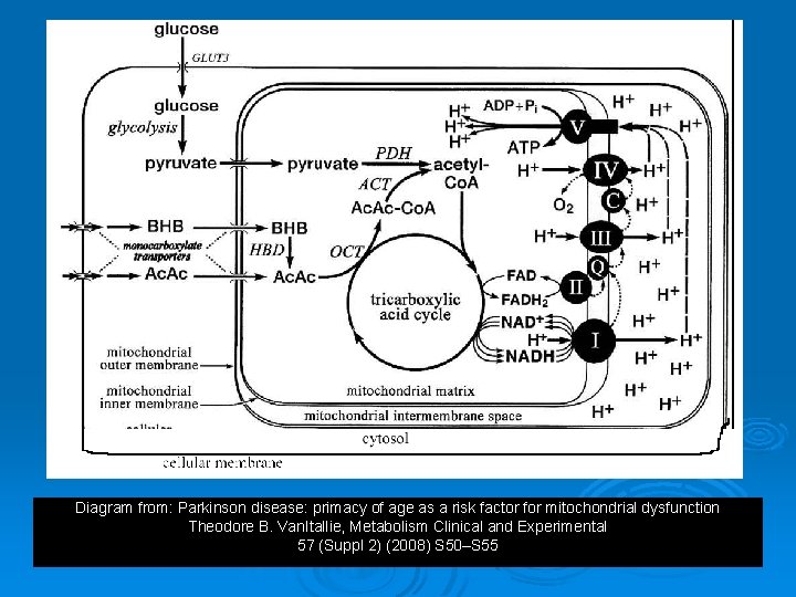 Diagram from: Parkinson disease: primacy of age as a risk factor for mitochondrial dysfunction