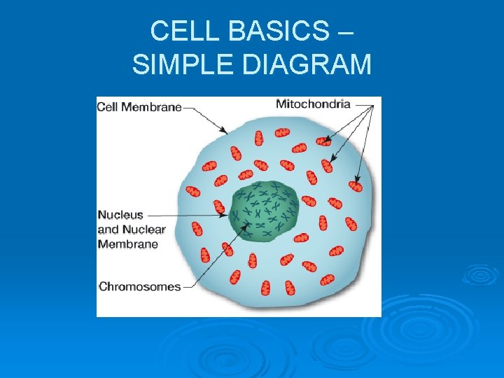 CELL BASICS – SIMPLE DIAGRAM 