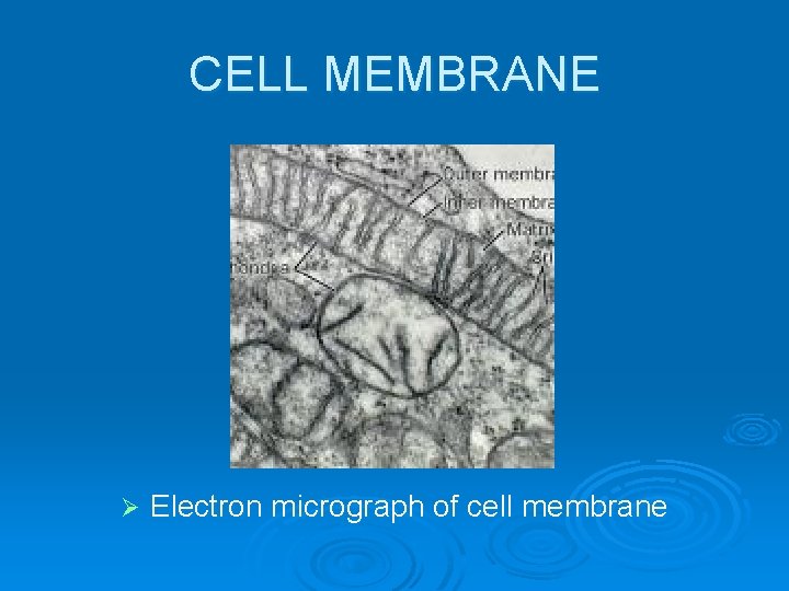 CELL MEMBRANE Ø Electron micrograph of cell membrane 