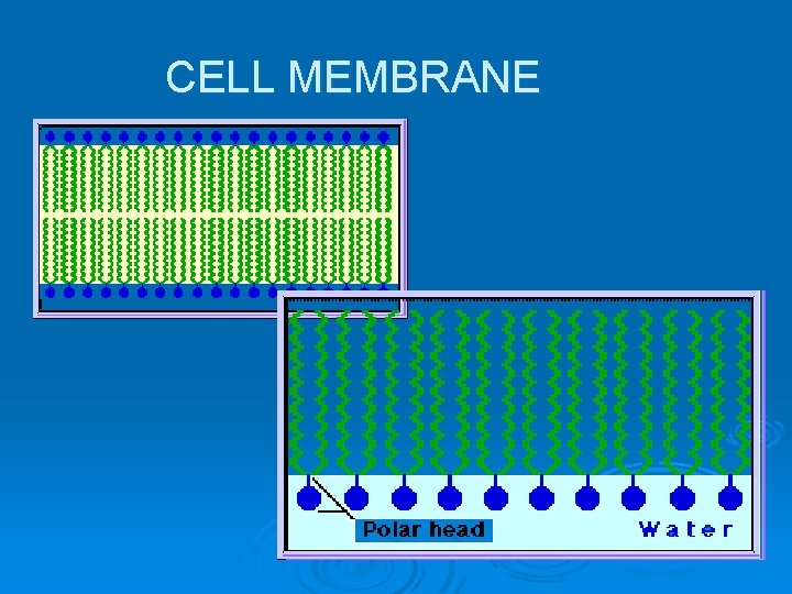 CELL MEMBRANE 