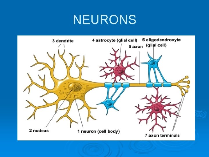 NEURONS 