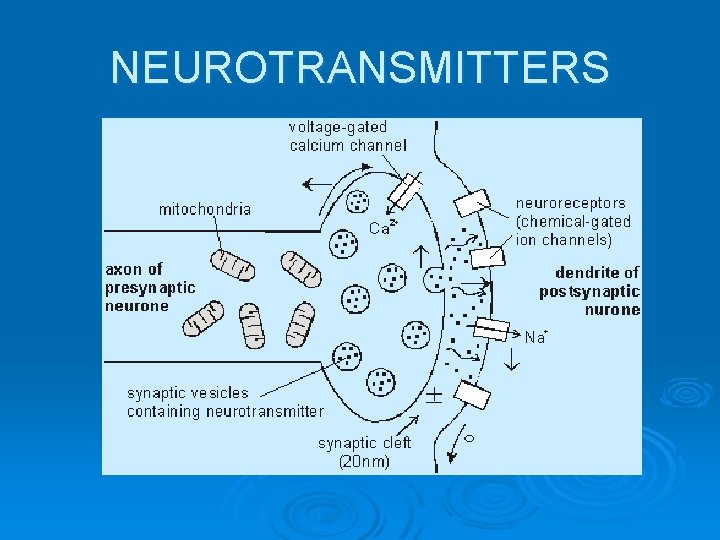 NEUROTRANSMITTERS 