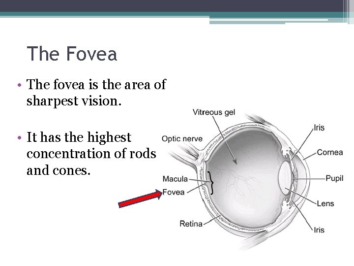 The Fovea • The fovea is the area of sharpest vision. • It has