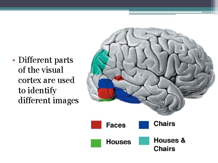  • Different parts of the visual cortex are used to identify different images