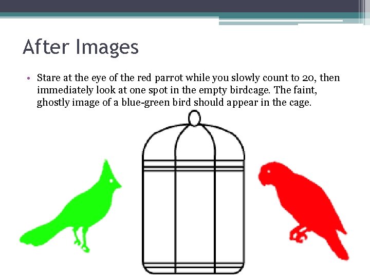 After Images • Stare at the eye of the red parrot while you slowly