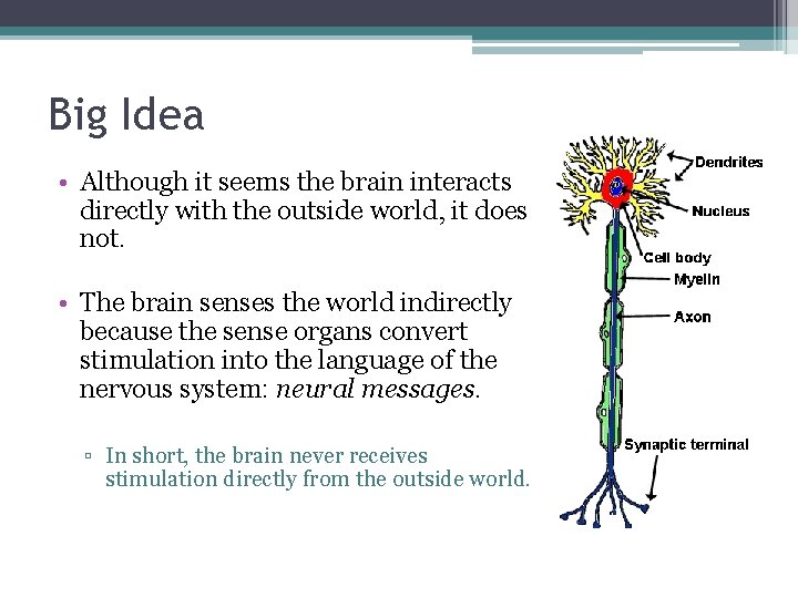 Big Idea • Although it seems the brain interacts directly with the outside world,