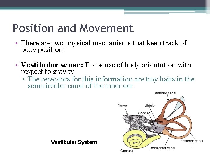 Position and Movement • There are two physical mechanisms that keep track of body