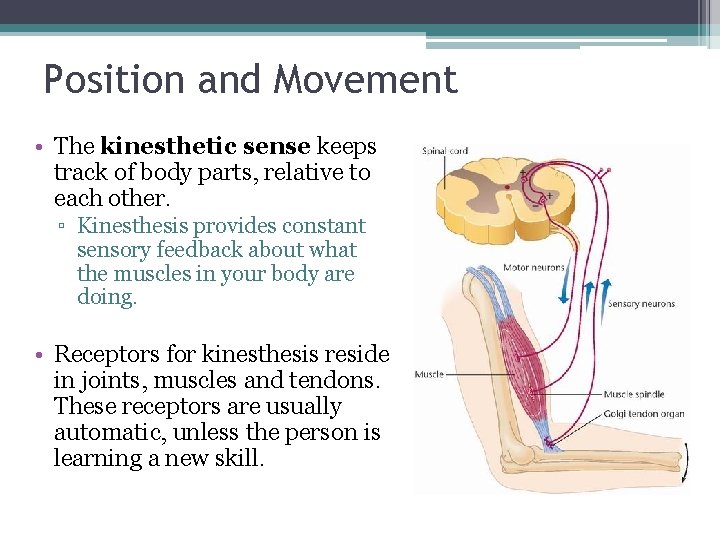 Position and Movement • The kinesthetic sense keeps track of body parts, relative to