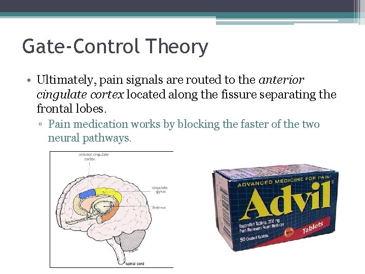 Gate-Control Theory • Ultimately, pain signals are routed to the anterior cingulate cortex located