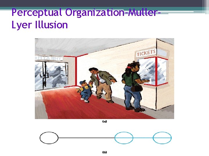 Perceptual Organization-Muller. Lyer Illusion 
