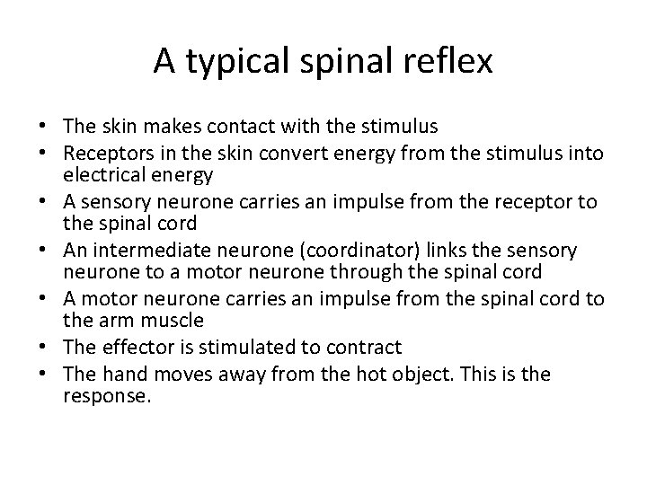 A typical spinal reflex • The skin makes contact with the stimulus • Receptors