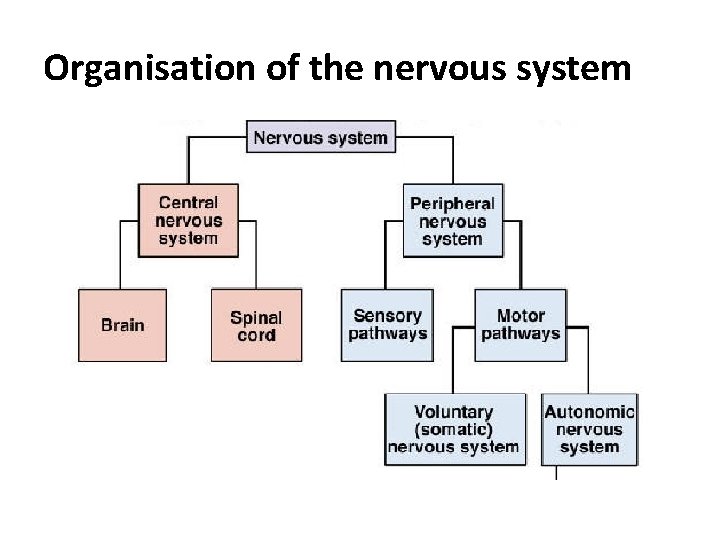 Organisation of the nervous system 