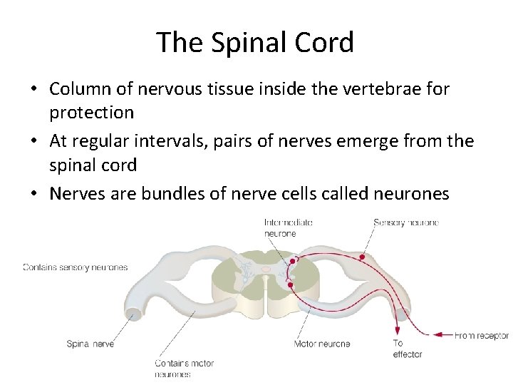 The Spinal Cord • Column of nervous tissue inside the vertebrae for protection •