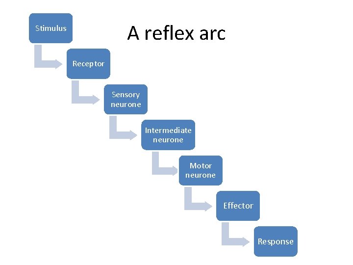 A reflex arc Stimulus Receptor Sensory neurone Intermediate neurone Motor neurone Effector Response 